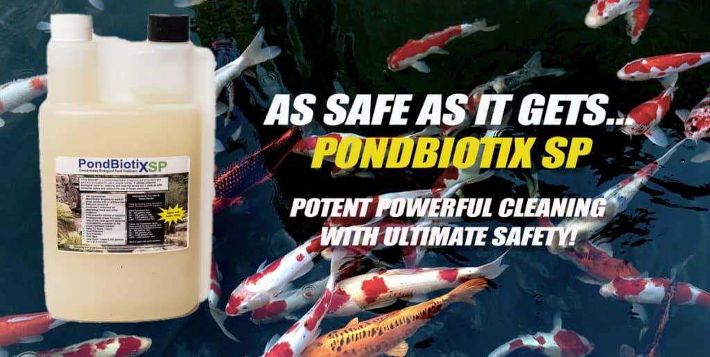 Is Green Clean Algaecide Harmful To Fish? Pond Talk