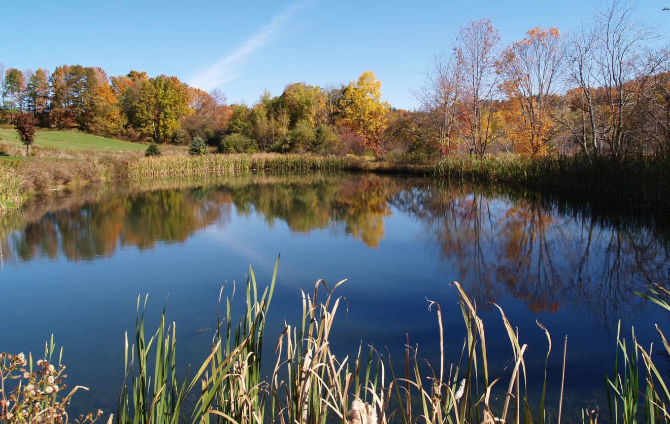 Can Beneficial Pond Bacteria Help With An Algae Problem? Pond Talk